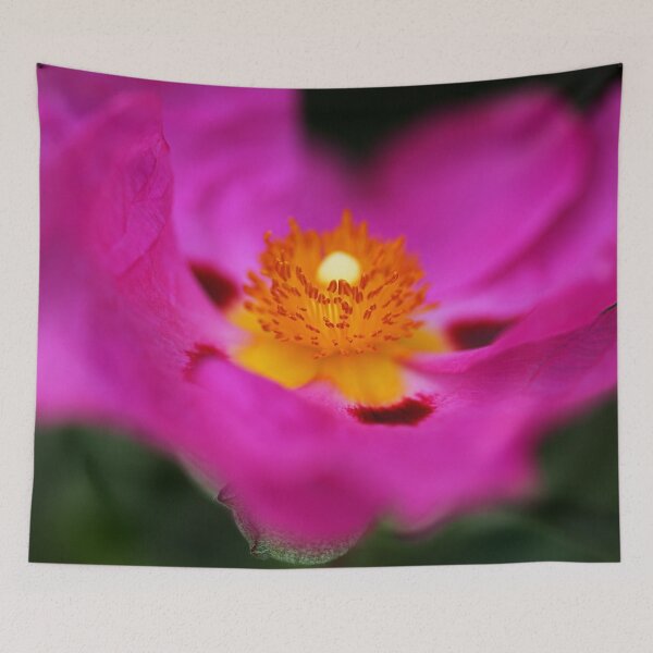Item preview, Australian Hibiscus Pink designed and sold by Joy Watson - Natural Light Photography .