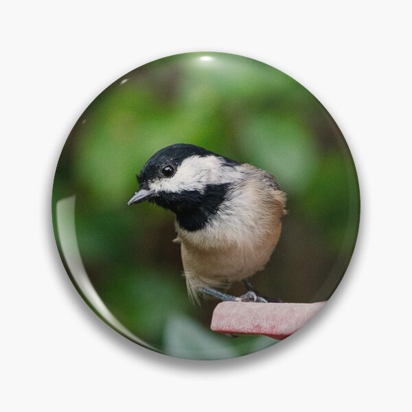 Item preview, Black capped Chickadee designed and sold by bwatkinsphoto.