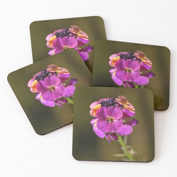 Item preview, Wallflower Bloom Palette designed and sold by Joy Watson - Natural Light Photography .