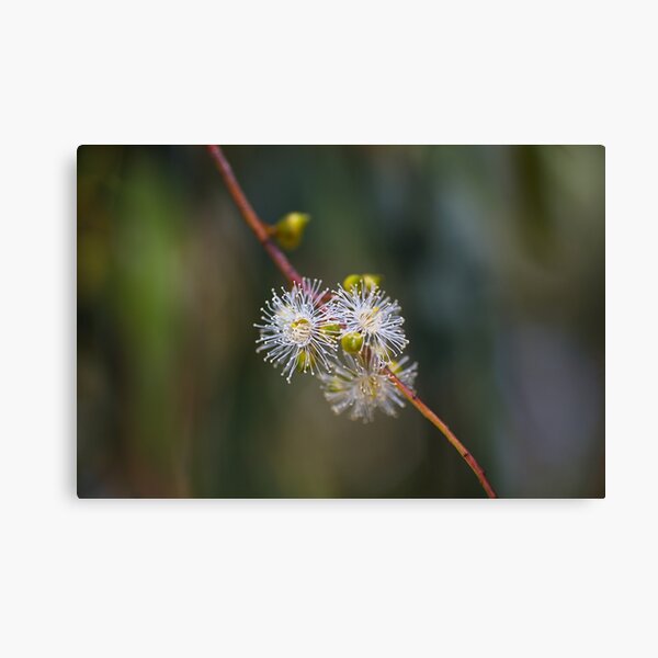 Item preview, Eucalyptus White Flowers  designed and sold by Joy Watson - Natural Light Photography .