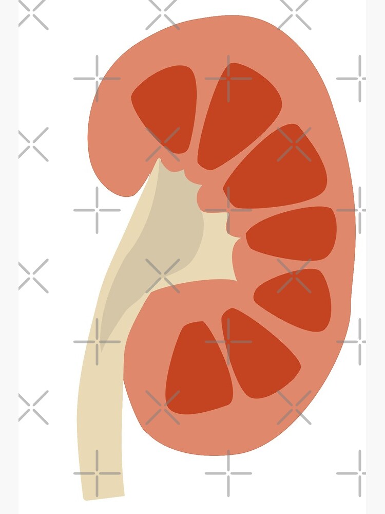 Free Vector | Hand drawn kidney drawing illustration