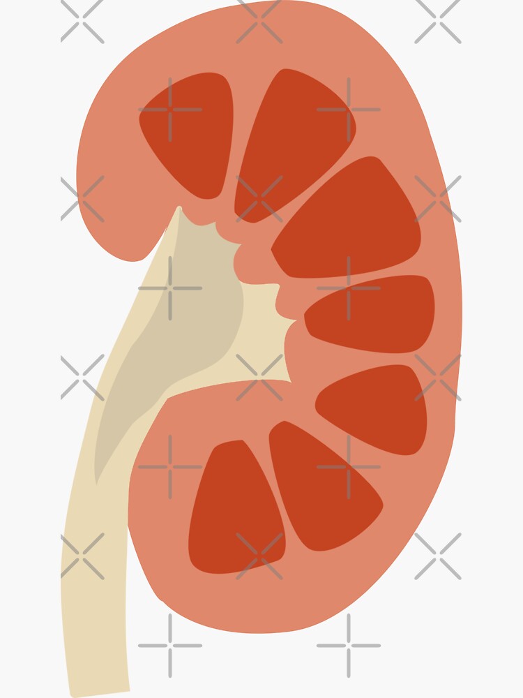 Kidney care RGB color icon. Patient medical service. Diagnostic of human  internal organs. Isolated vector illustration. Simple filled line drawing.  8408127 Vector Art at Vecteezy