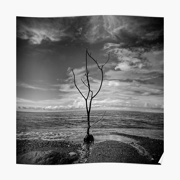 black and white dark driftwood Poster