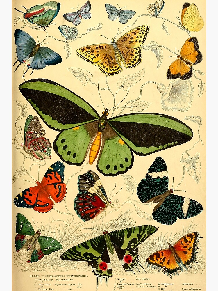 Vintage Butterfly Art Print Garden Art Print Cottage Art Victorian Print  1800s Antique Wall Art Nature Wall Art Home Decor Prints Butterfly 