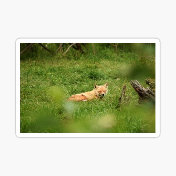 Item preview, Cute fox relaxing on grass in the forest designed and sold by olivierbradette.