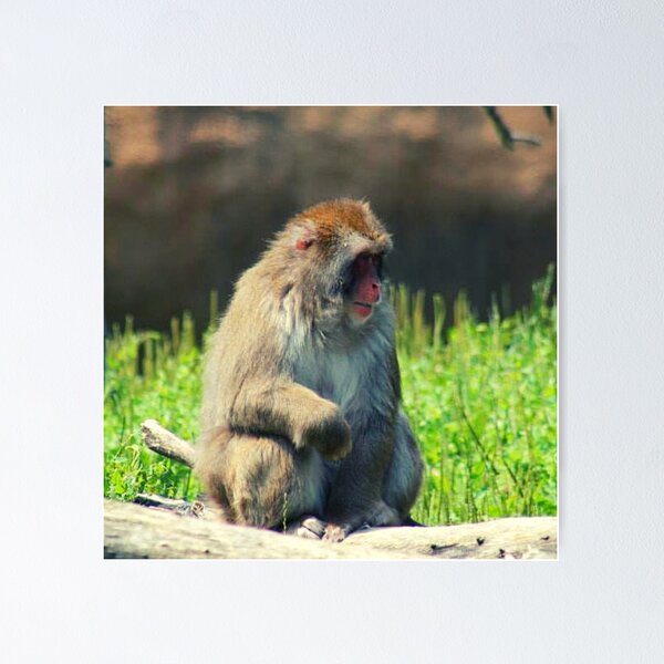 Item preview, Rhesus Macaque designed and sold by TorieWear.