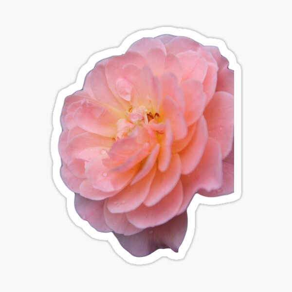 Pink Rose Petals Sticker