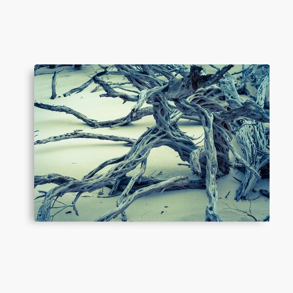 Tangled Tea Tree Canvas Print