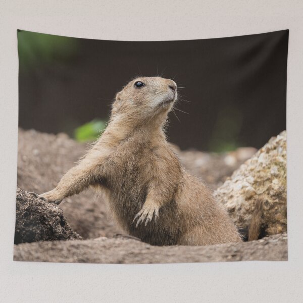 Item preview, Black Tailed Prairie Dog designed and sold by rawshutterbug.