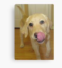 cute lab Metal Print