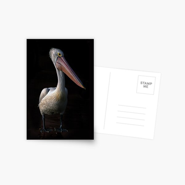 Pelican portrait Postcard
