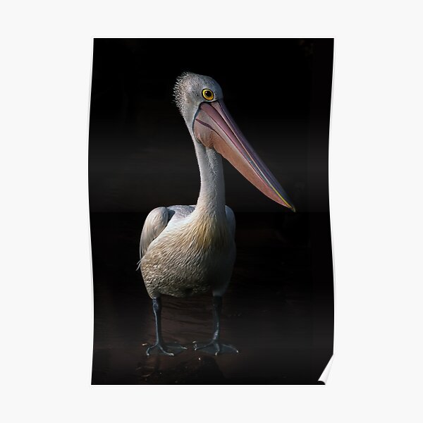 Pelican portrait Poster