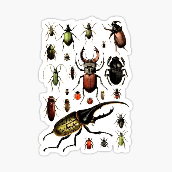 Item preview, Beetles designed and sold by TheHogoCo.