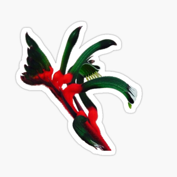 Kangaroo Paw Sticker