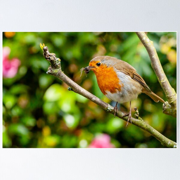 Nid Boite Maison Oiseau Nouveauté Extérieur Robin Petit Moineau