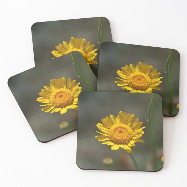 Item preview, Dyer's chamomile designed and sold by Treemonk.