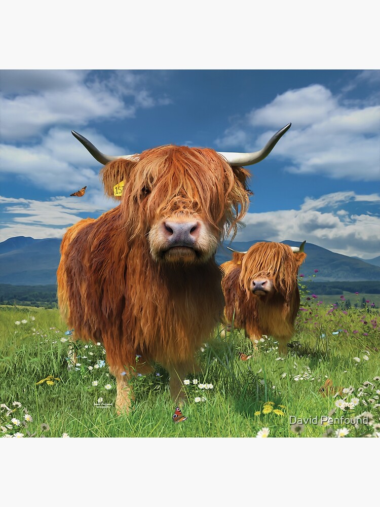Highland Cow Wrapping Paper Christmas Present Wooly Cows