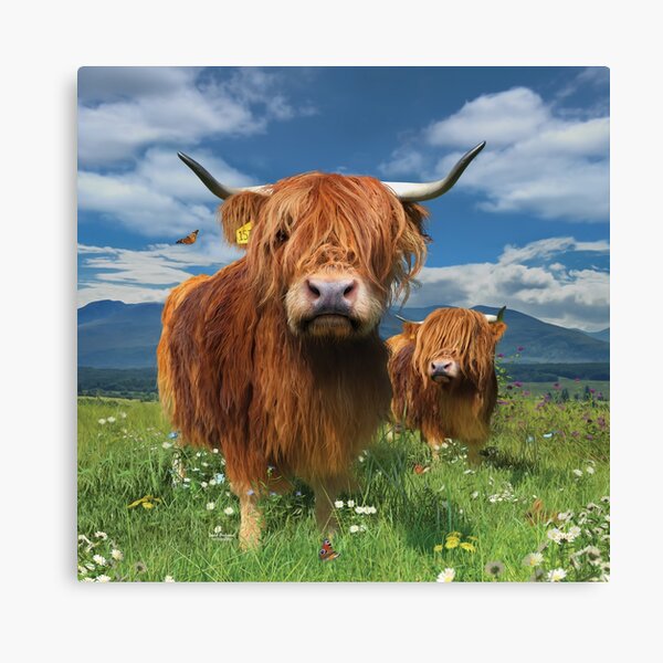 Item preview, Highland Cattle designed and sold by DavidPenfound.