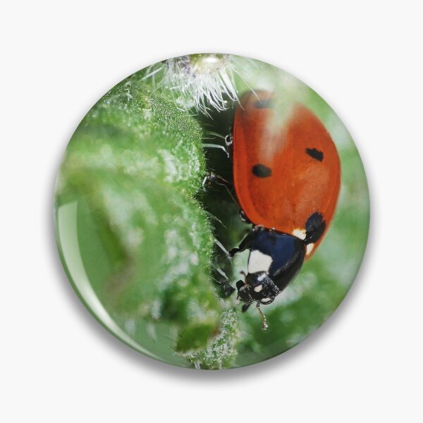 Item preview, the Star :(6) coccinelle-ladybug by Olao-Olavia / Okaio Créations 2015 by fz 1000  400.000 photos  framings different picture on request on each support designed and sold by o.okaïo.