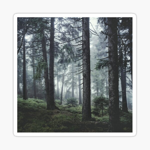 Path Vibes // Wild Romantic Misty Retro Fall Wilderness Fairytale Forest With Cascadia Trees Covered In Magic Blue Fog Season Sticker