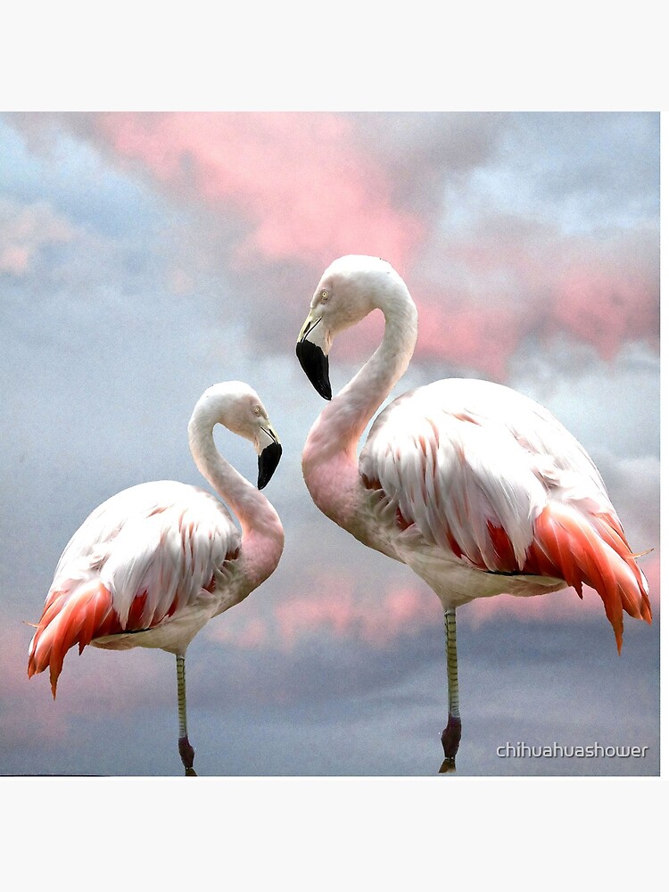 Flamingo Sky sunset birds by chihuahuashower