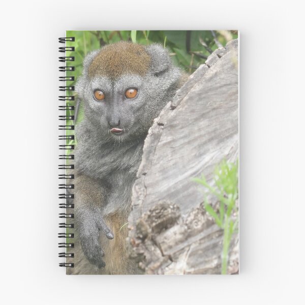 Item preview, Gentle Lemur designed and sold by aquabella.