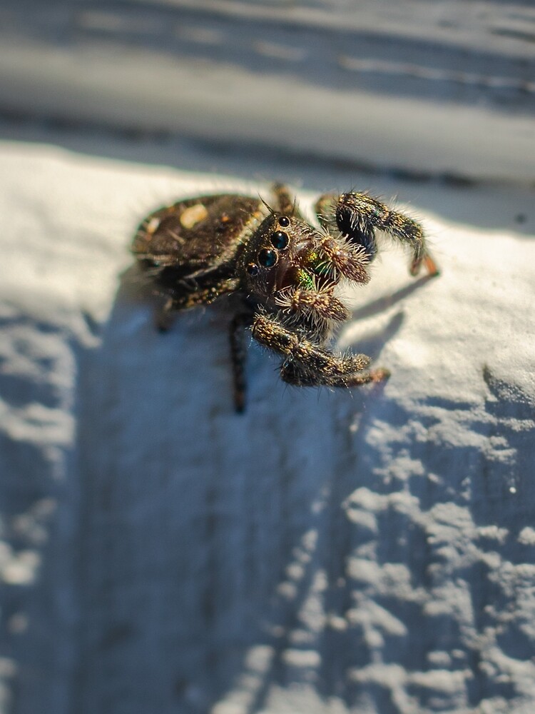 Bold Jumping Spider  Phidippus adax - 40% OFF