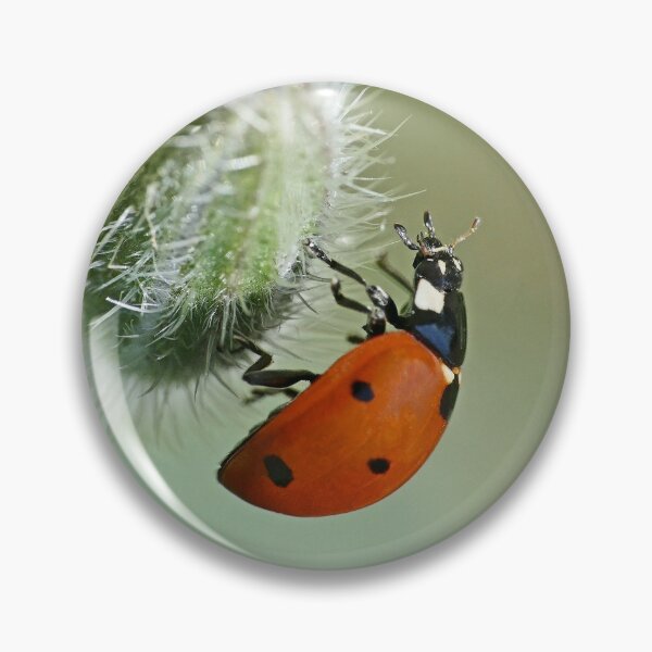 Item preview, the Star : (5) coccinelle-ladybug by Olao-Olavia / Okaio Créations 2015 by fz 1000  400.000 photos  framings different picture on request on each support designed and sold by o.okaïo.