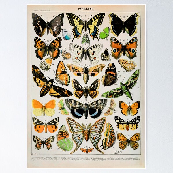 Aperçu de l'œuvre Papillon III Vintage Français Butterfly & Moth Chart par Adolphe Millot créée et vendue par wildtribe.