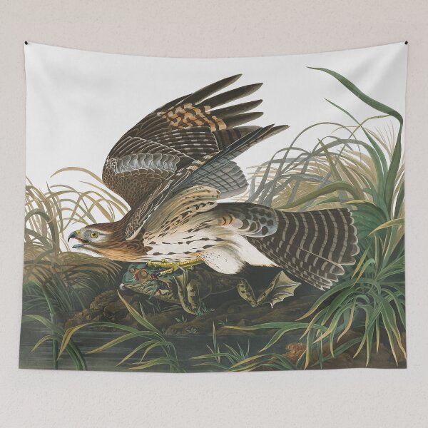 Item preview, Winter Hawk (Red-shouldered) by John James Audubon designed and sold by TheCurators.