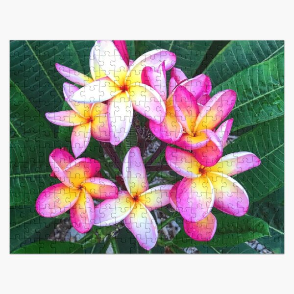 Artikel-Vorschau von Plumeria-Blüten, designt und verkauft von misimichu.