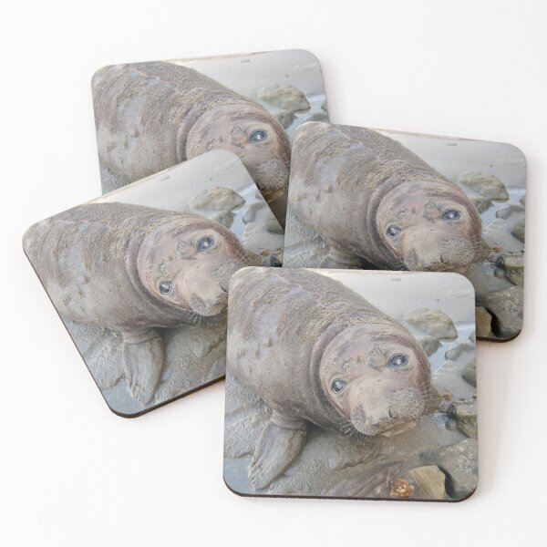 Item preview, Southern (California) Elephant Seal Pup  designed and sold by TheCurators.