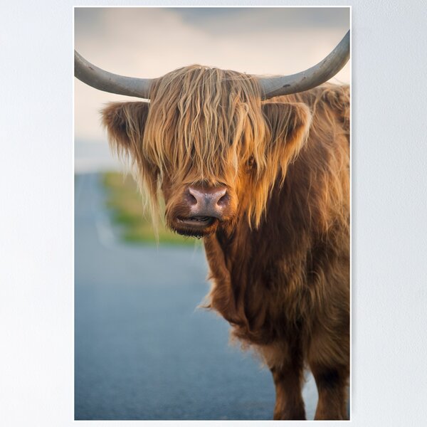 Item preview, Highland Cow designed and sold by David Lichtneker.
