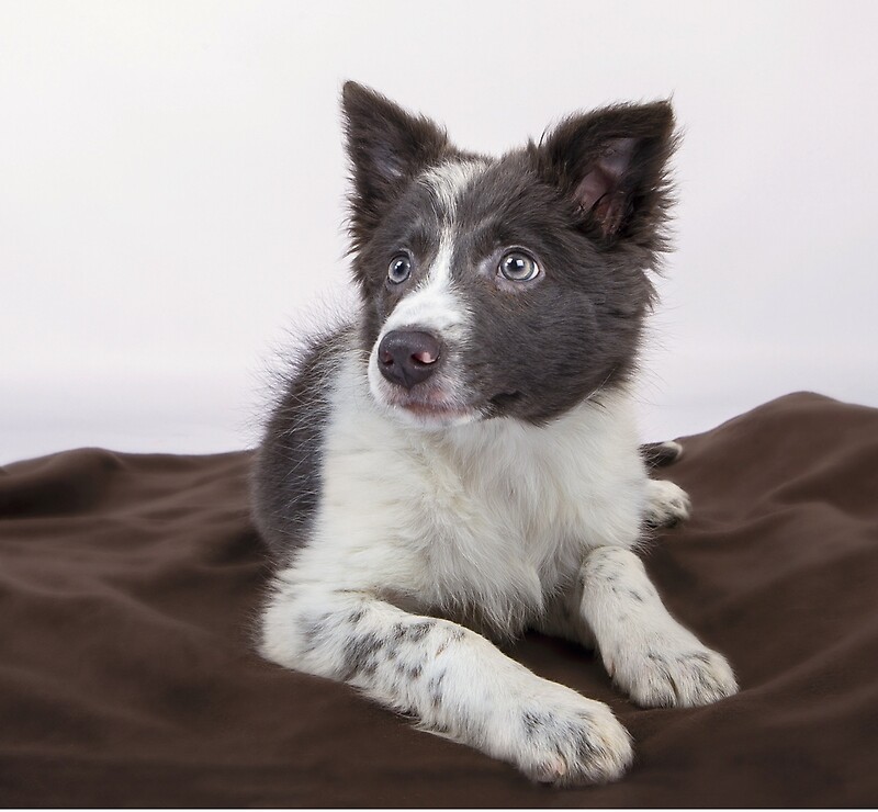 Border Collie: Greeting Cards | Redbubble