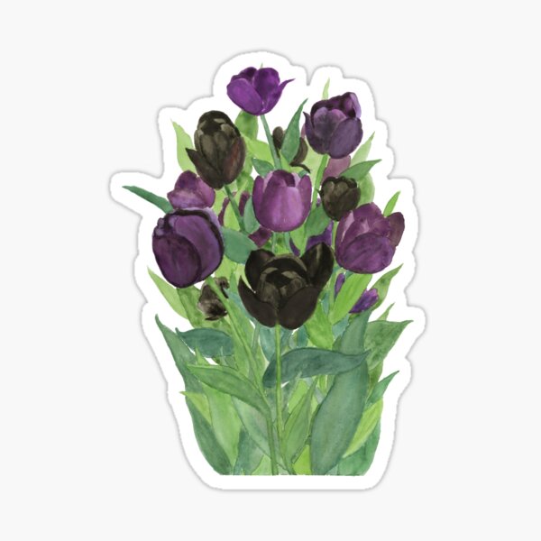 Queen of the Night Tulip Print in Watercolor; Purple & Black Tulip Watercolor Painting; Sticker