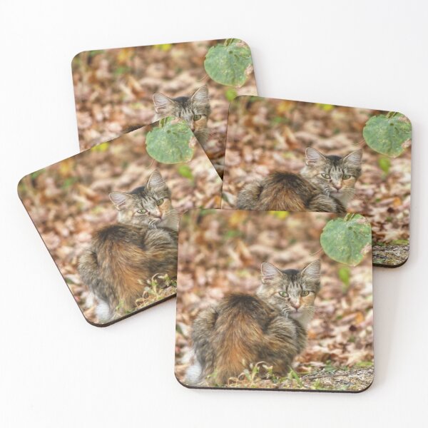 Item preview, Autumn Cat designed and sold by Frankie Cat Photography.