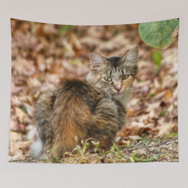 Item preview, Autumn Cat designed and sold by Frankie Cat Photography.