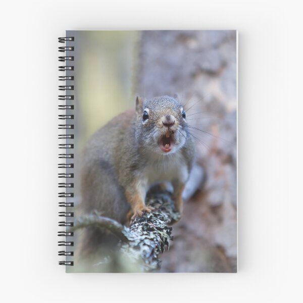 Item preview, Chatter Box - Red Squirrel - Algonquin Park, Canada designed and sold by James Cumming.