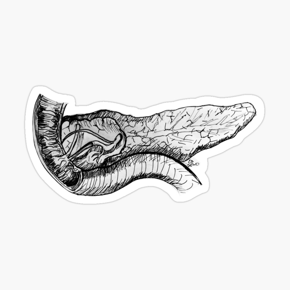 Discover 66+ sketch of pancreas latest - in.eteachers