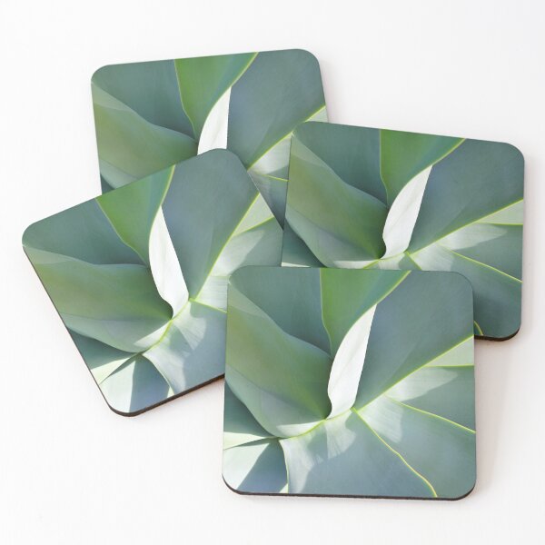 Item preview, Agave plant, grey green, sculptural. Close up of centre. Dappled sunlight. designed and sold by JellyBeenzz.