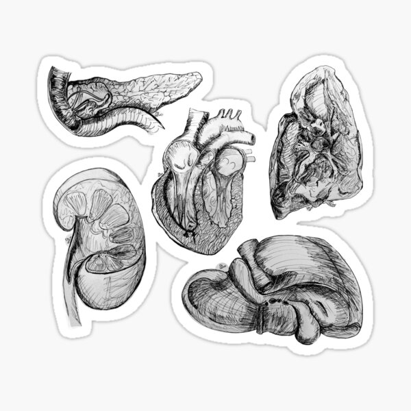 Pen and Ink Human Anatomy Organ Sketches Sticker