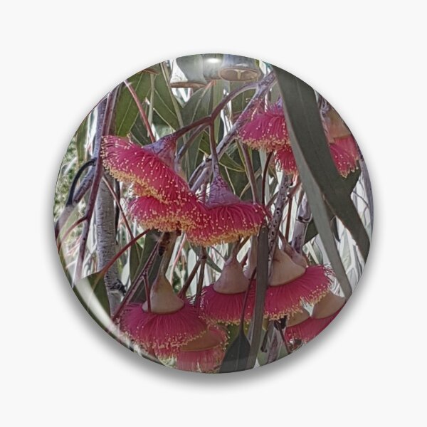 Item preview, Red flowering gum designed and sold by Pruly01.