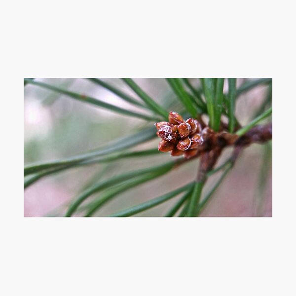 Item preview, pine cone designed and sold by gatheringwonder.