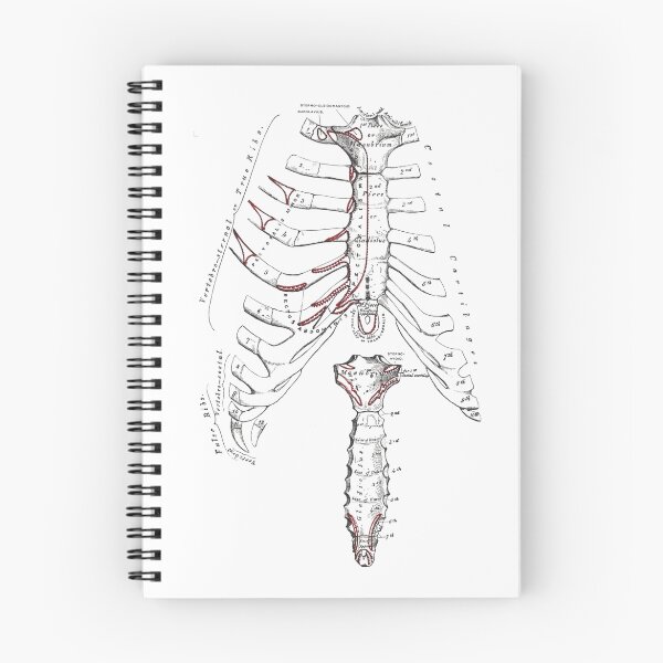Item preview, 'The  Sternum and Costal Cartilages' and 'Posterior surface of the Sternum'. designed and sold by timothybeighton.