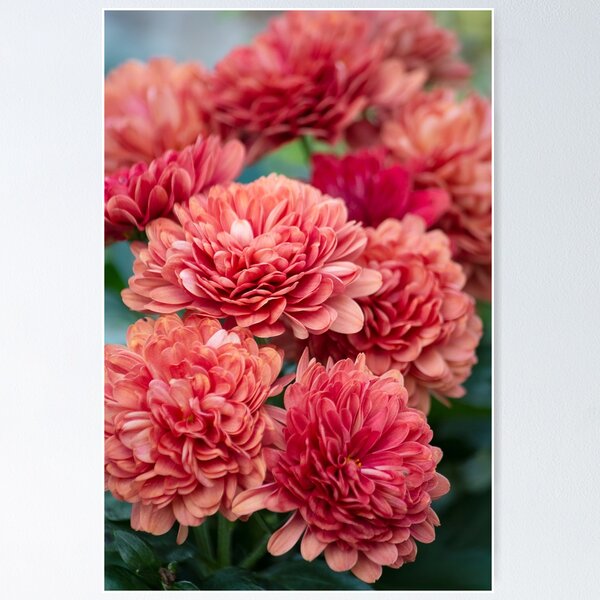 Item preview, Mums designed and sold by bwatkinsphoto.