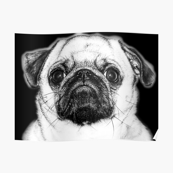 PUG FACE Poster