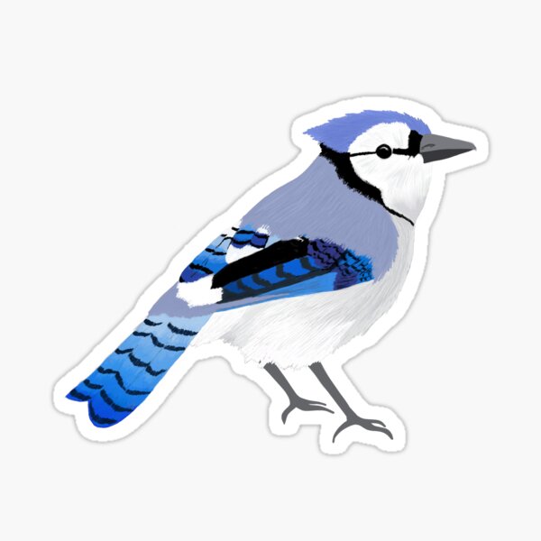 Cute Blue Jay Drawing - Blue Jay - Sticker