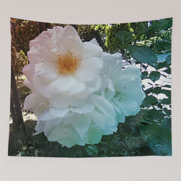 Item preview, White roses,  pink - blue lighting and a few drops of dew. designed and sold by XANTHIPPI.