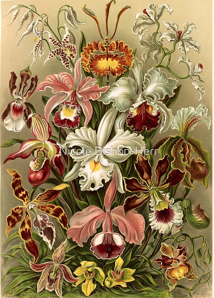 “Orchids - Vintage Science Illustration " by Nicole Bishop-Herr | Redbubble