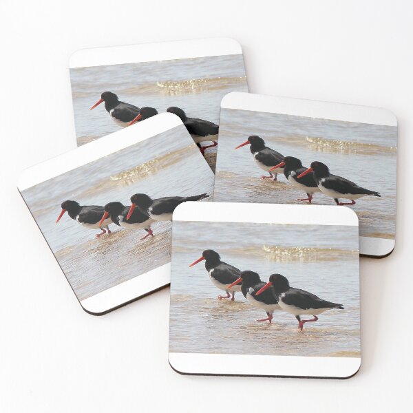 Item preview, Pied oystercatchers, Australia designed and sold by CazDPhotos.